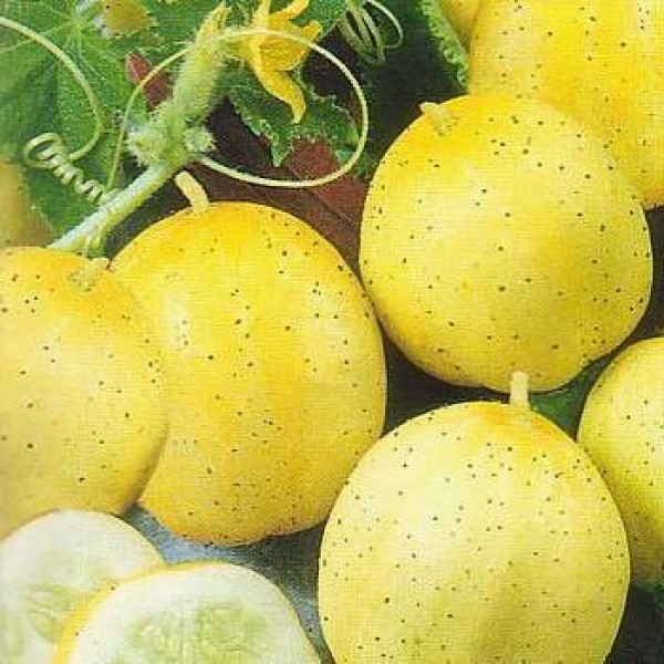 Omaxe Cucumber Yellow Round 10 (40 seeds)